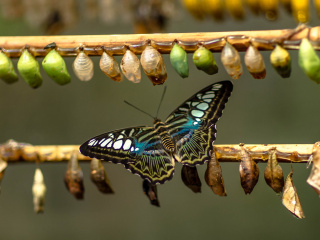 Ein Schmetterling streckt die Flügel neben verpuppten Schmetterlingseiern